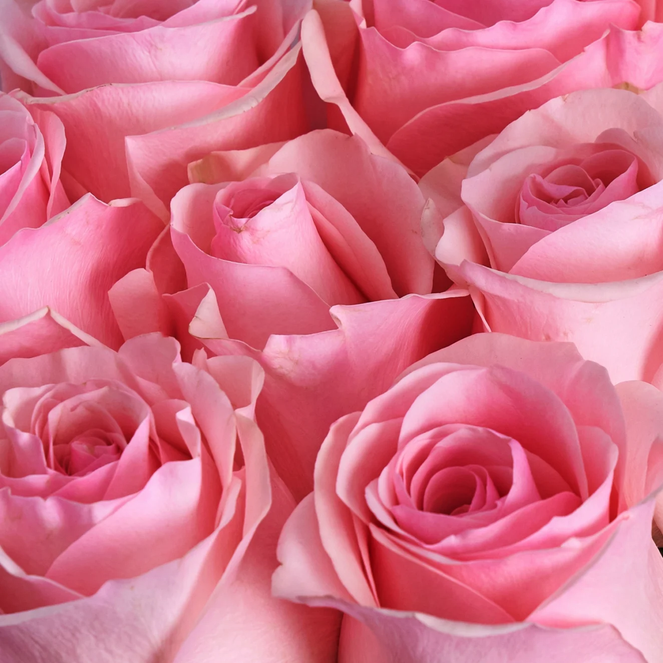 The Meaning Behind Roses: Symbolism and Significance