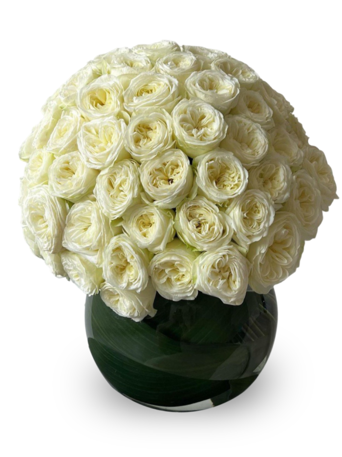 100 white roses