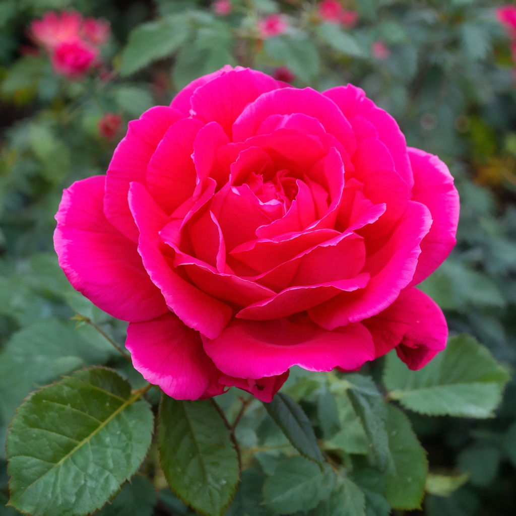  the 'Knock Out' rose