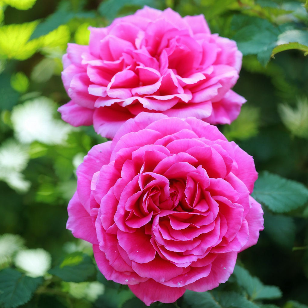 The 'Belinda's Dream' rose,