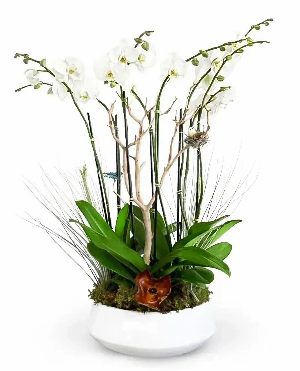 Flower Colors for Anniversary - white orchids