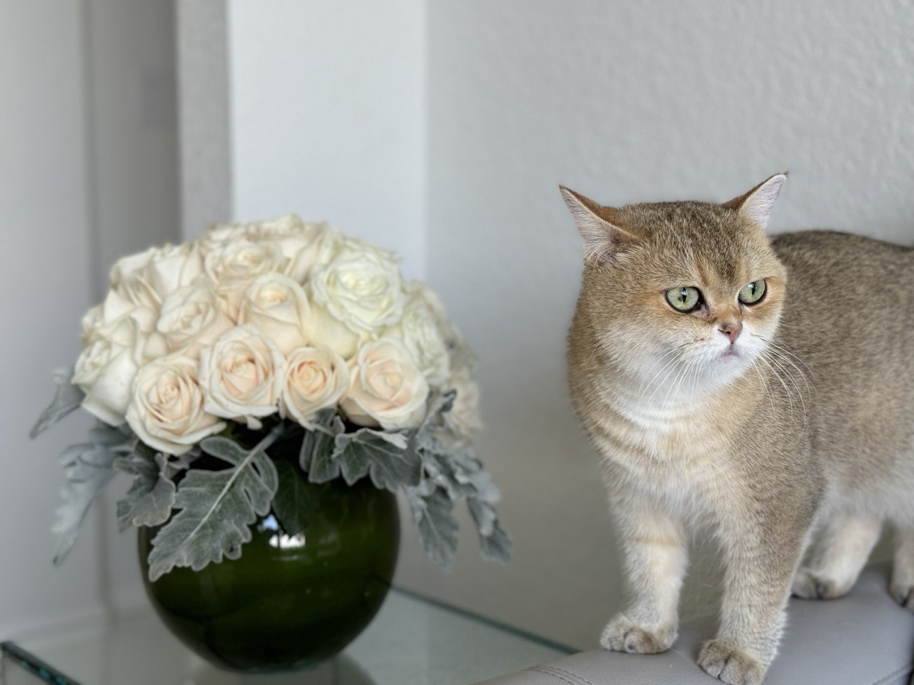 White Roses: The Perfect Gift for Any Occasion